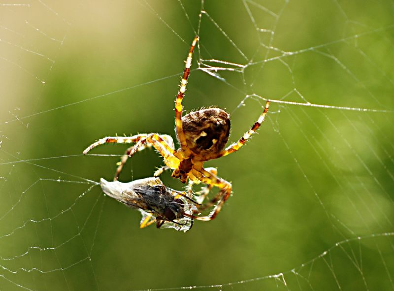Araneus diadematus